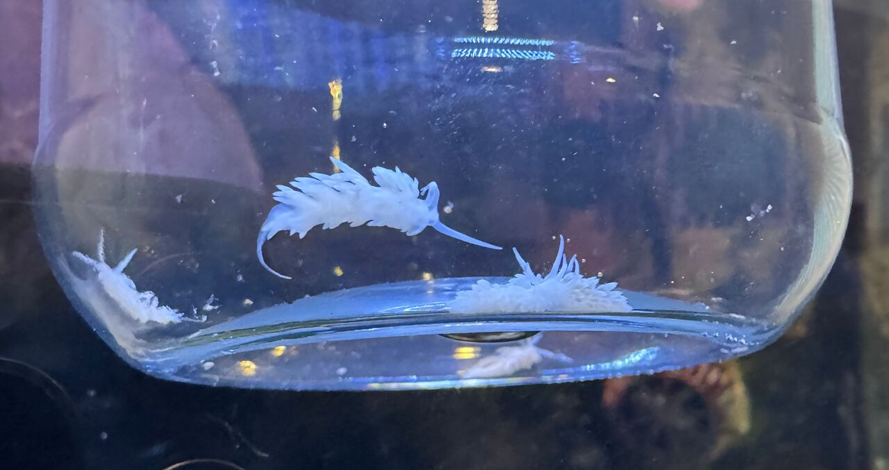 Berghia being acclimated